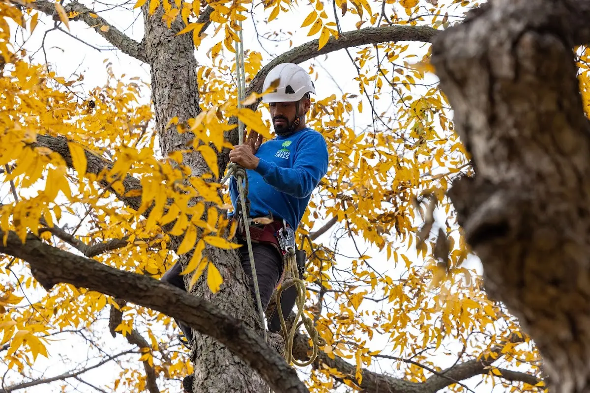Skilled Storm Damage Cleanup crew working in White Cloud